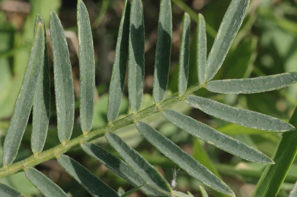 astragalus, plant, asper, fabaceae, dicot, leaves, nature, deciduous