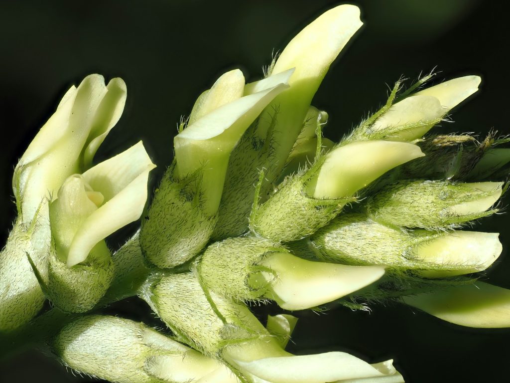A close up of a flower bud on a plant